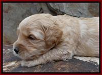 ST pups 3 wks old 33