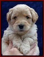 ST pups 4 wks old 7