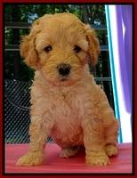 ST pups 5 wks old 8