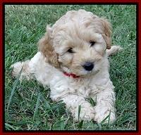 ST pups 7 wks old 18100