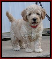 ST pups 7 wks old 6100