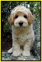 ST pups 8 wks old 350