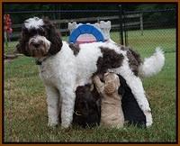 Sundae Trapper pups 5 wks old 31