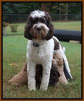 Sundae Trapper pups 5 wks old 41