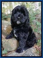 James family: Jamestown "Sirius" Black