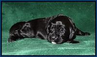 Sundae Trapper pups 2 wks old 41