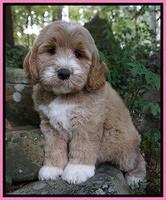 Beeker family: Guardian for "Bodhi" of Inman Park