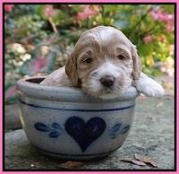 Sundae Trapper pups 3 wks old 51