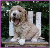 Sundae Trapper pups 4 wks old 51