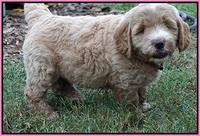Sundae Trappers pups 7 wks old 81