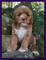Butler family: Dahlia ( future therapy dog)