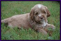 Sundae Trapper pups 5 wks old 151