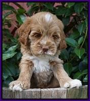 Sundae Trappers pups 6 wks old 111