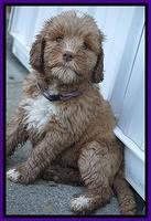 Sundae Trappers pups 7 wks old 101