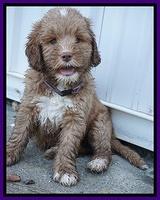 Sundae Trappers pups 7 wks old 121