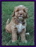 Sundae Trappers pups 7 wks old 131