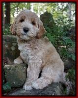 McWilliams family "Rally winner":Archimedes Pancake McWilliams "ARCHIE"