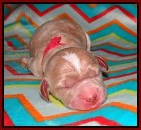 Sundae Trapper Newborn 101