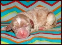 Sundae Trapper Newborn 91