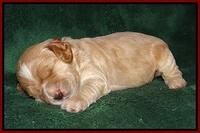 Sundae Trapper pups 2 wks old 171