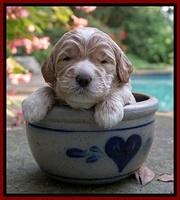 Sundae Trapper pups 3 wks old 111