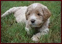 Sundae Trapper pups 5 wks old 311