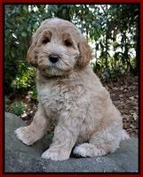 Sundae Trapper pups 8 wks old 141
