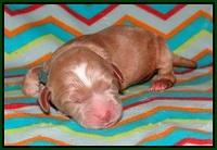 Sundae Trapper Newborn 111