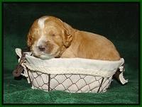 Sundae Trapper pups 2 wks old 181