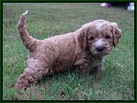 Sundae Trapper pups 5 wks old 1362