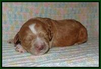Sundae Trapper pups one week old 111