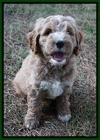 Sundae Trappers pups 7 wks old 201