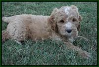 Sundae Trappers pups 7 wks old 211