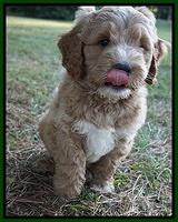 Sundae Trappers pups 7 wks old 221