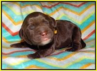 Sundae Trapper Newborn 151