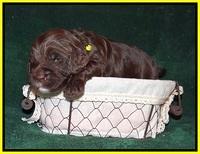 Sundae Trapper pups 2 wks old 231
