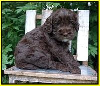 Sundae Trapper pups 4 wks old 171