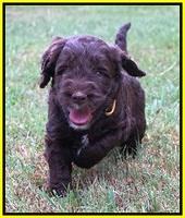 Sundae Trapper pups 5 wks old 221