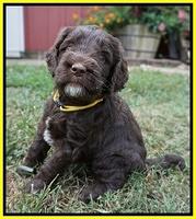 Sundae Trapper pups 5 wks old 231