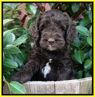 Sundae Trappers pups 6 wks old 201