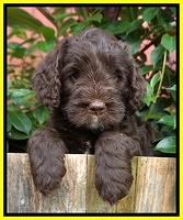 Sundae Trappers pups 6 wks old 221