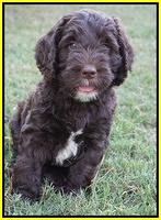 Sundae Trappers pups 7 wks old 241