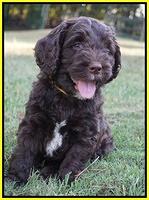 Sundae Trappers pups 7 wks old 251