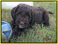 Sundae Trappers pups 7 wks old 271