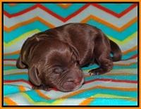 Sundae Trapper Newborn 161