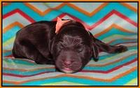 Sundae Trapper Newborn 171