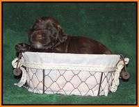 Sundae Trapper pups 2 wks old 251