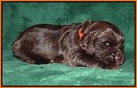 Sundae Trapper pups 2 wks old 261
