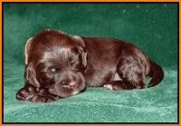 Sundae Trapper pups 2 wks old 271