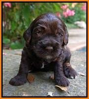 Sundae Trapper pups 3 wks old 201